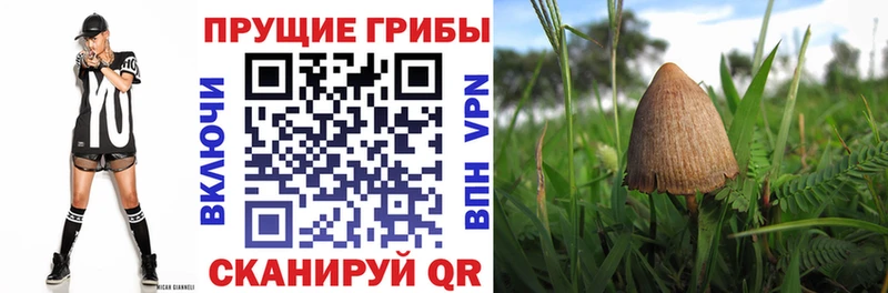 мега ссылка  магазин продажи   Сланцы  Галлюциногенные грибы Cubensis 